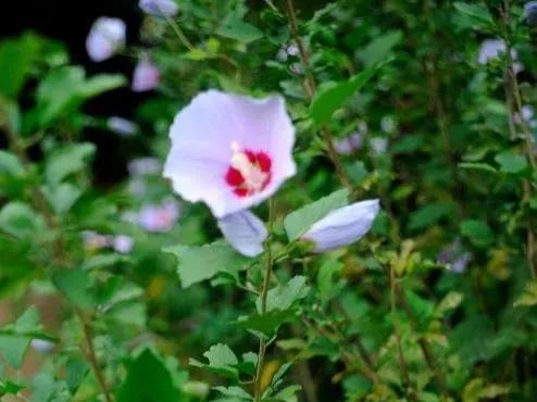 无穷花为什么叫木槿花,木槿花又叫扶桑花吗