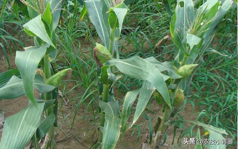 粗缩病玉米叶鞘症状图片,玉米粗缩病什么时间防控最合适