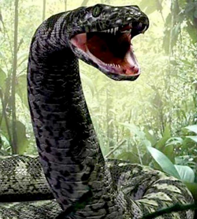 泰坦蟒是不是泰坦巨蛇,纪录片巨蛇之谜泰坦蟒