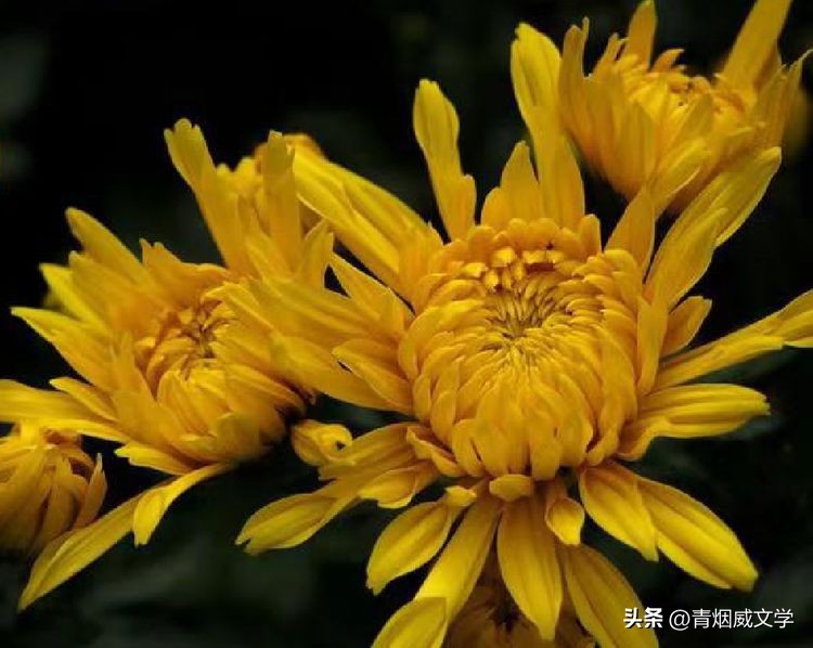 古城游景七律,写古城七律