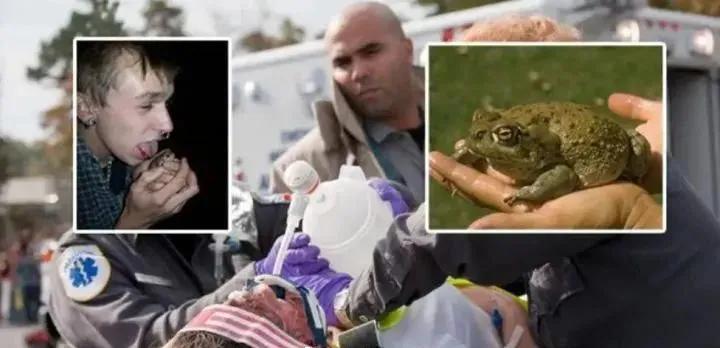 舔癞蛤蟆上瘾,美国舔蟾蜍