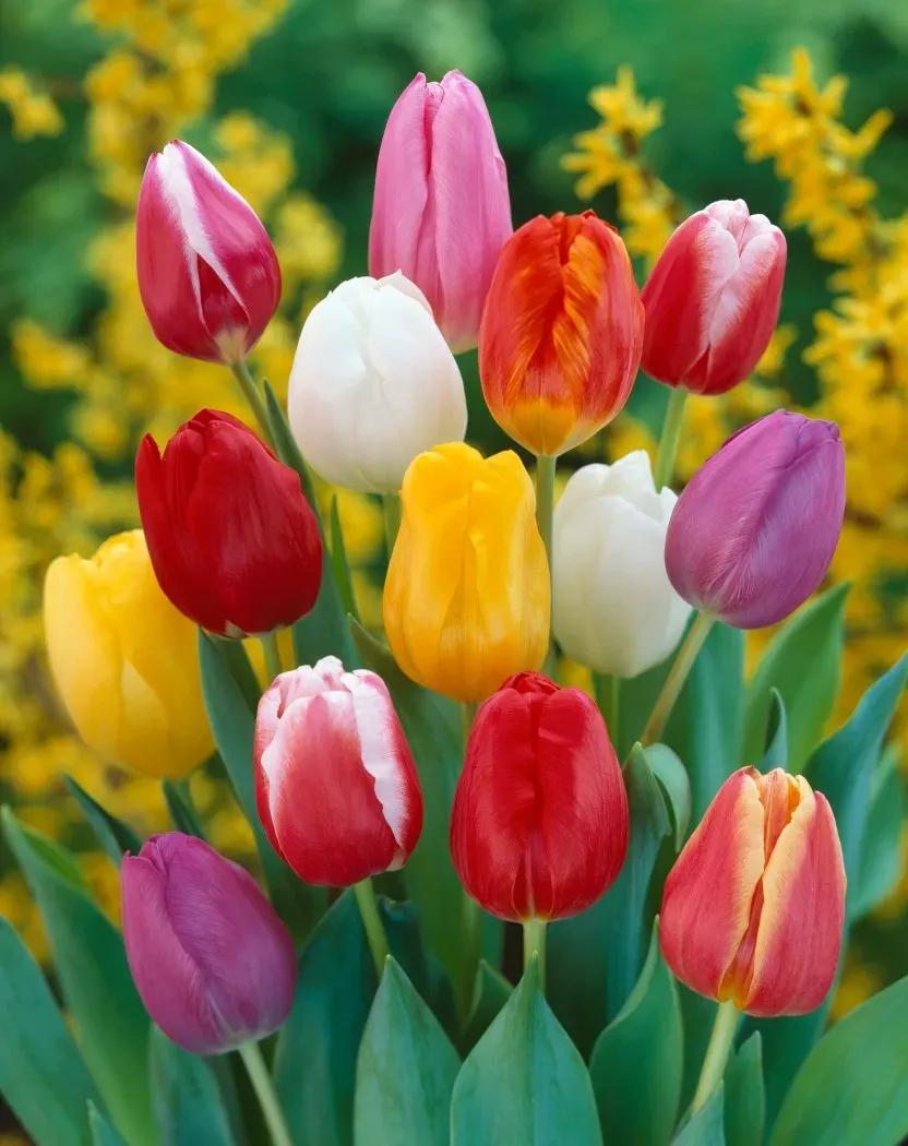 给女朋友送花道歉的花语,送花给女朋友送什么花语