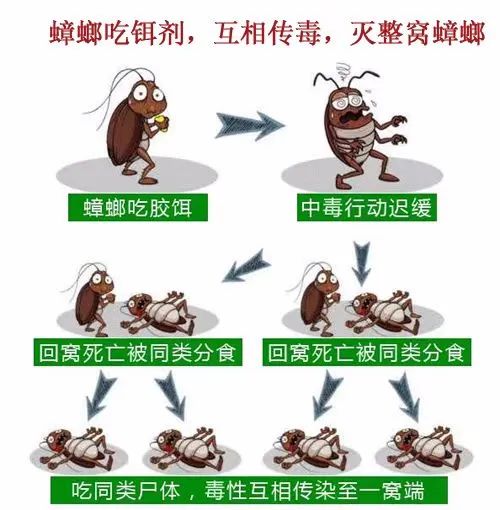 自制消灭蟑螂蚂蚁蚊子的小妙招,生活小妙招香蕉皮消灭蟑螂视频