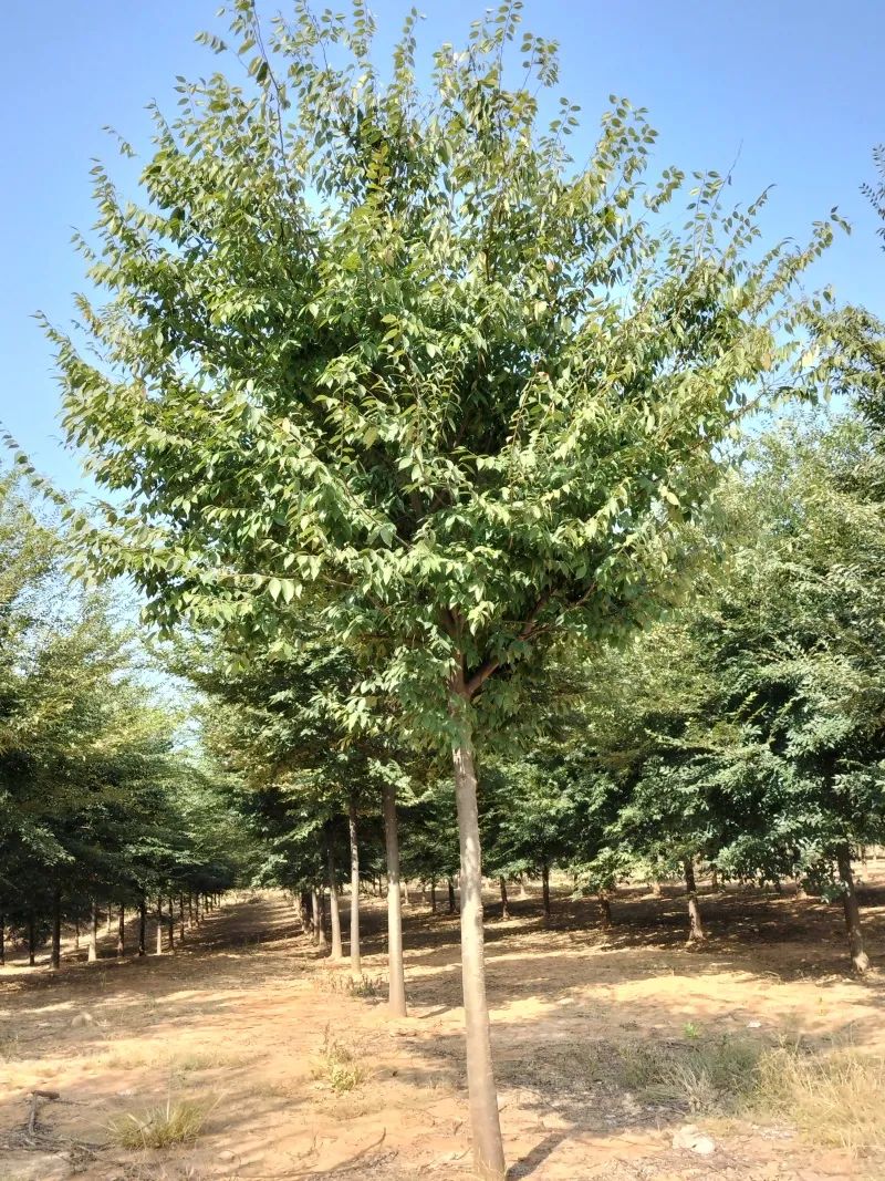 苗木品质鉴别,苗木行业需要了解哪些东西