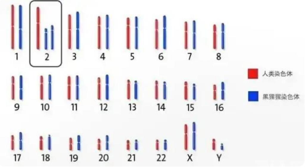 残忍幼猴实验,残忍的幼猴实验被叫停