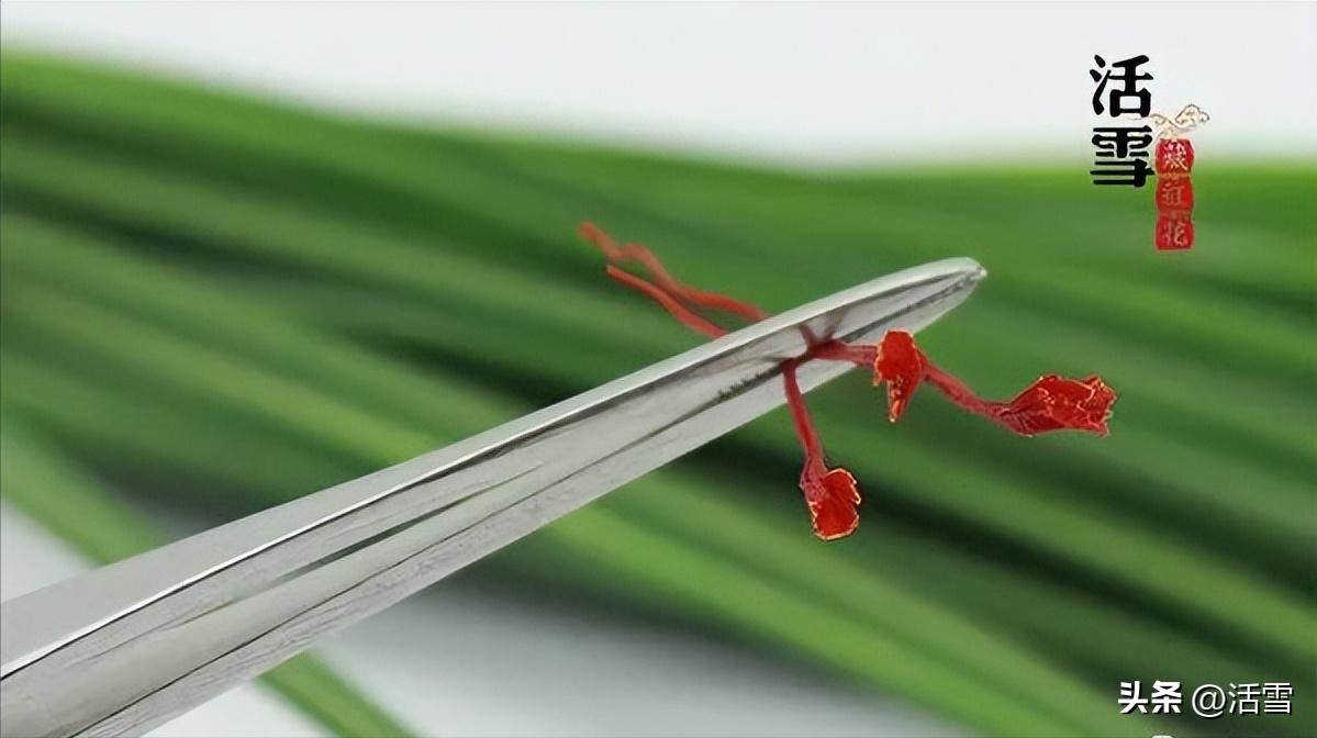 藏红花真假辨别视频,藏红花真假最科学的鉴别方法