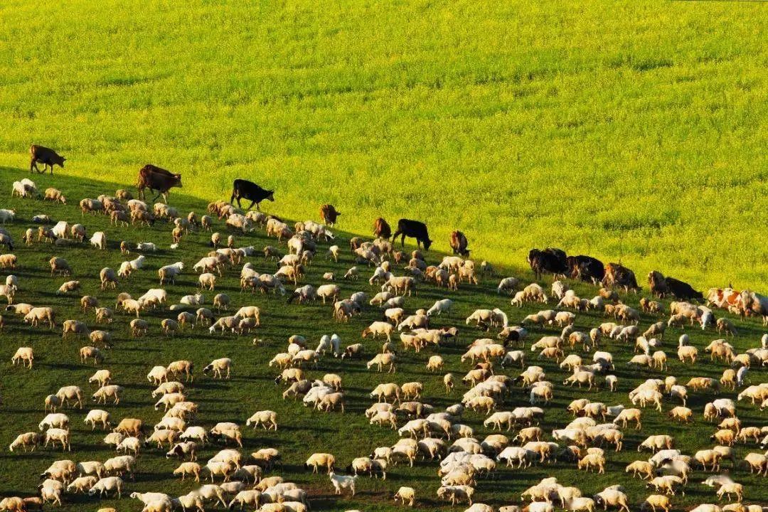 呼伦贝尔人吃羊肉,呼伦贝尔哪的牛羊肉最好