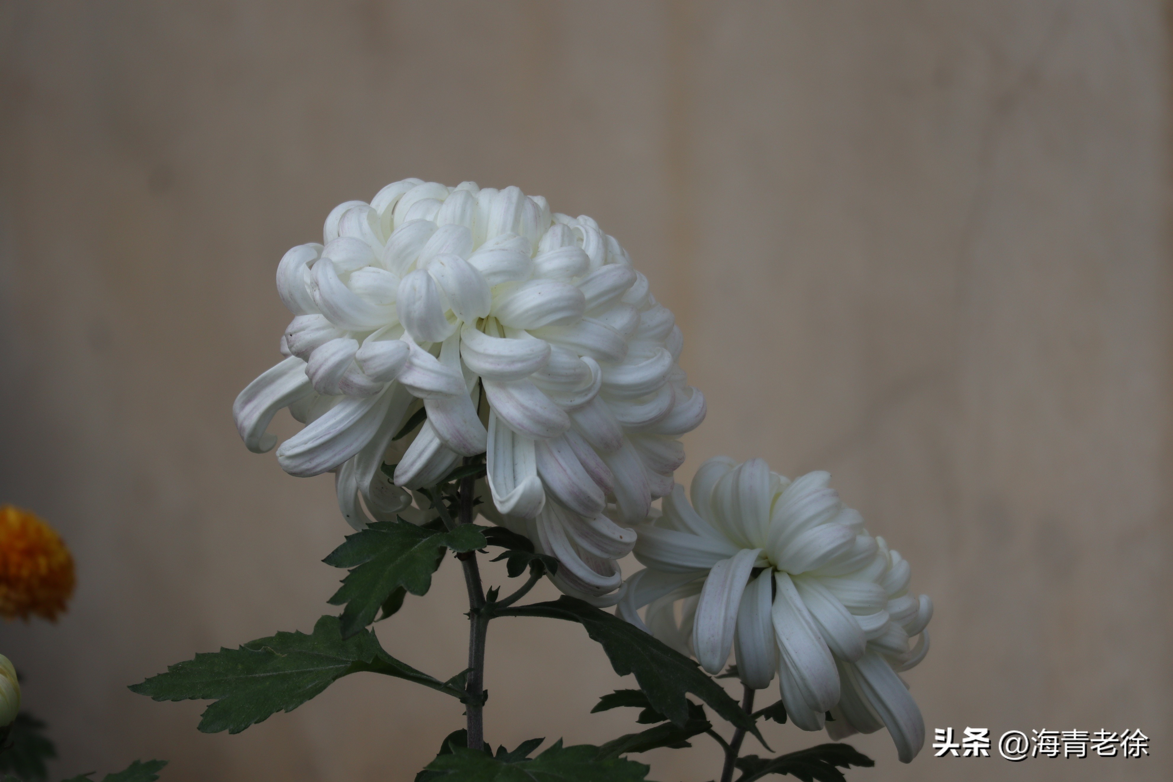 描写菊花凌霜绽妍的诗句,中国十大名花梅花图