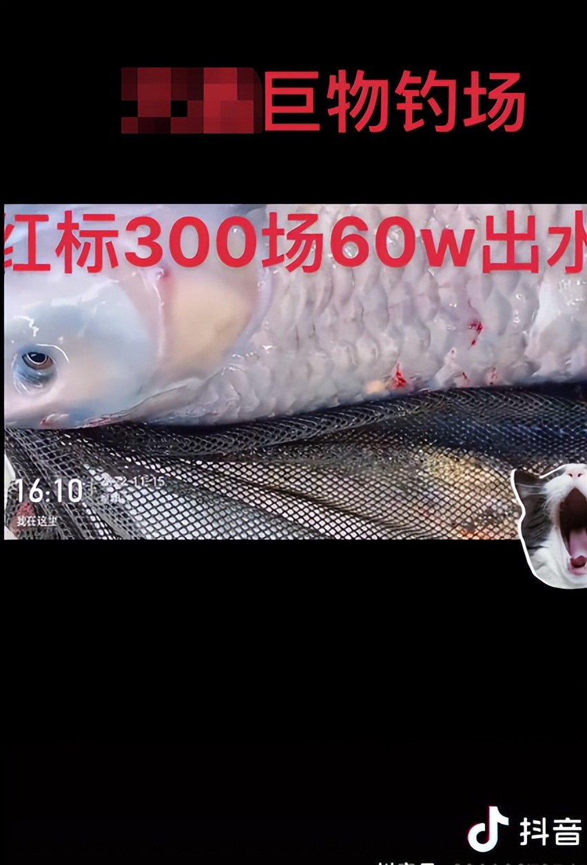 钓鱼被抓88人,钓鱼能发家致富能年入百万