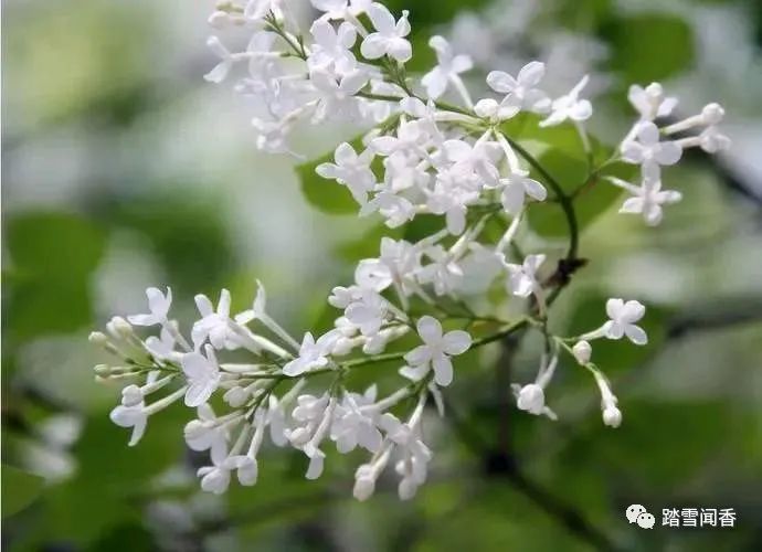 赞美梨花的诗句古诗大全,关于梨花的古诗词大全