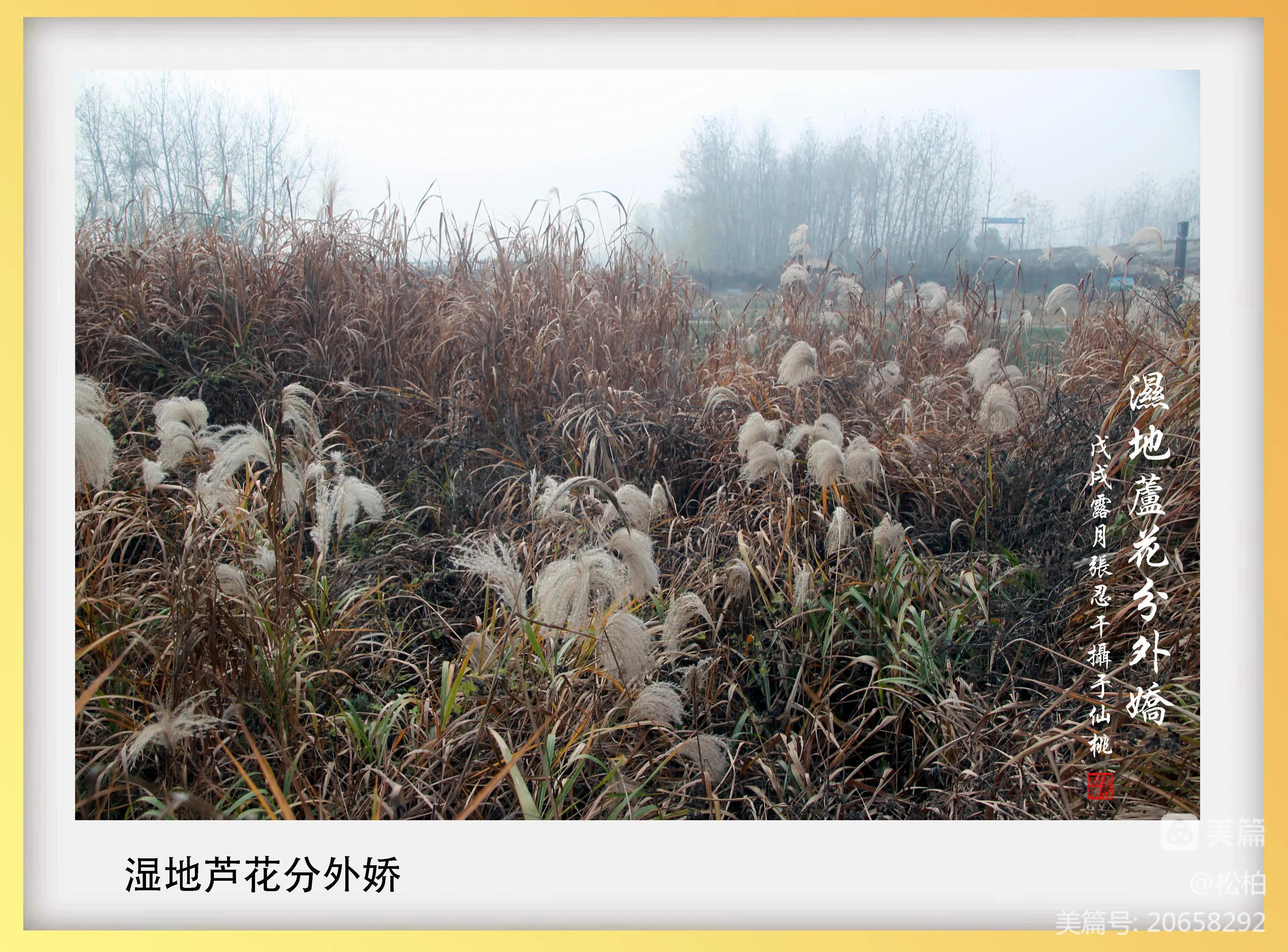 【松柏】诗图战友情（二十一）沙湖沔阳州