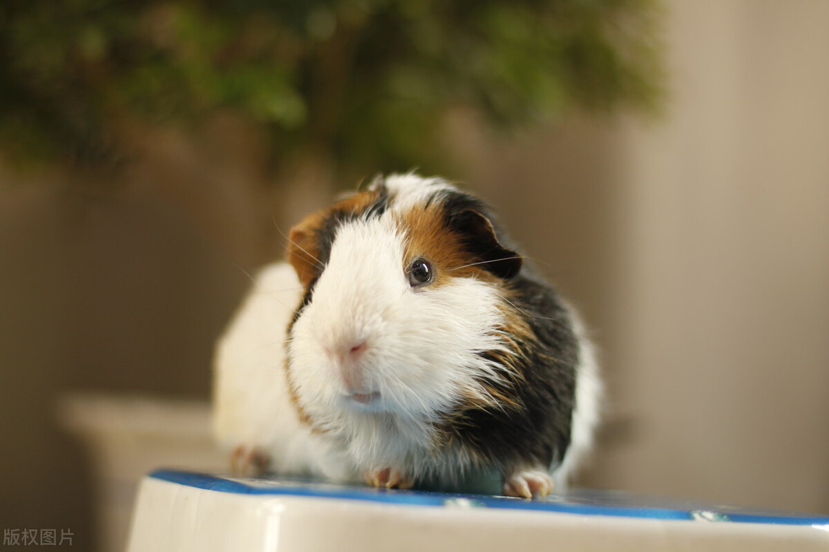 荷兰猪真的有灵性吗,荷兰猪进化史经过了怎样的历程