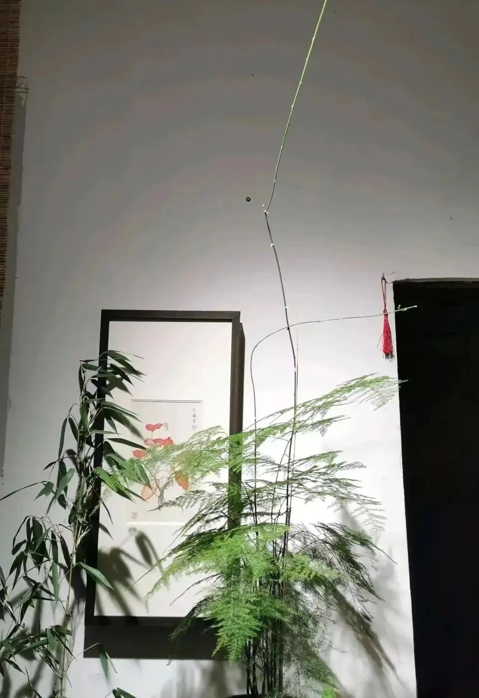 室内常年开花有益身体健康的花,适合睡觉房间养的花