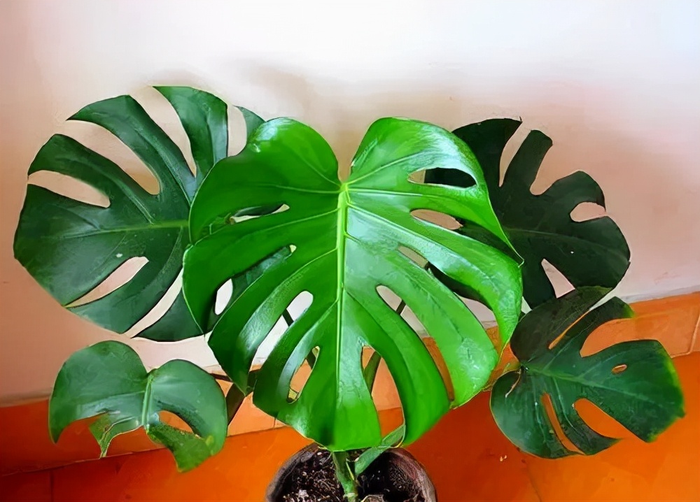 十种最吉利的镇宅花,家里养这5种旺宅花