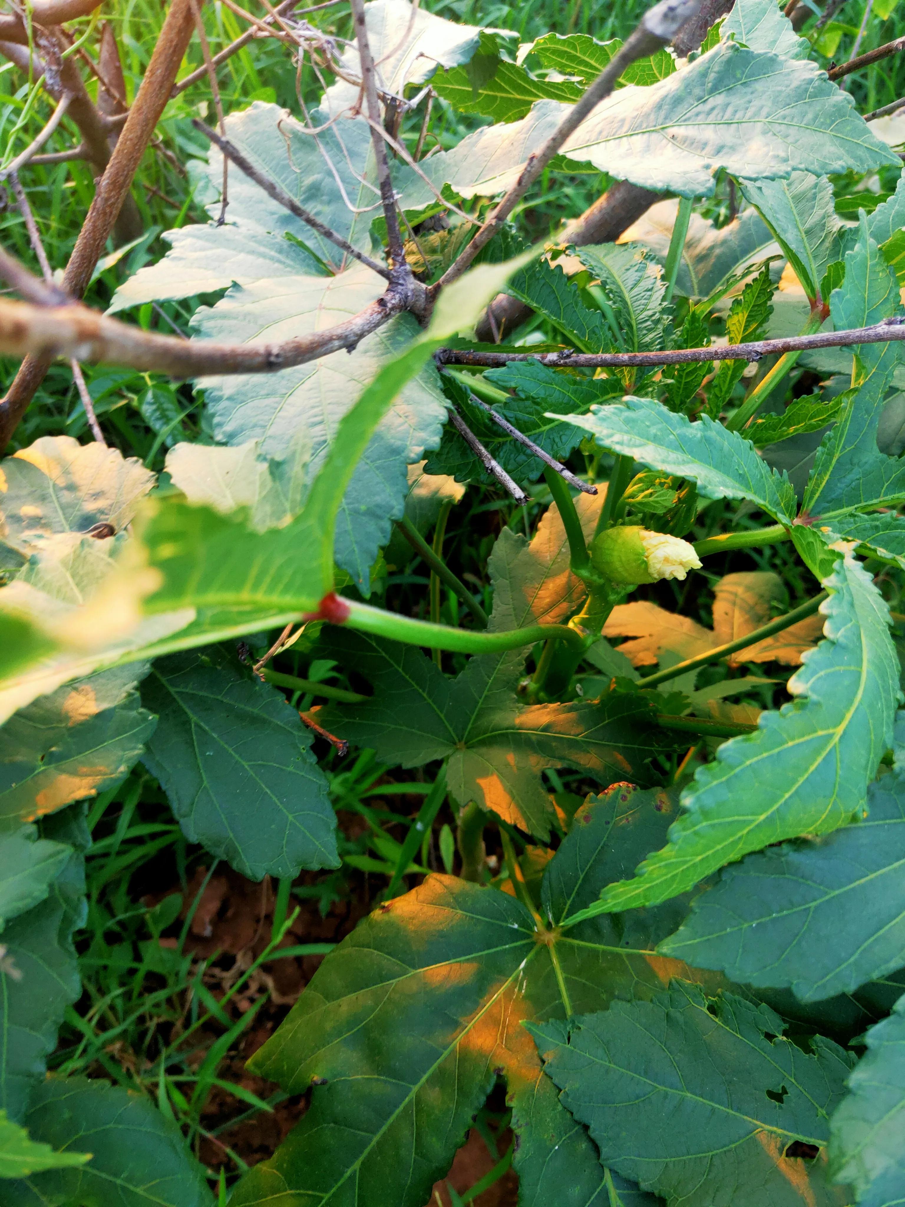 秋葵植物图片,和秋葵很像的一种植物图片