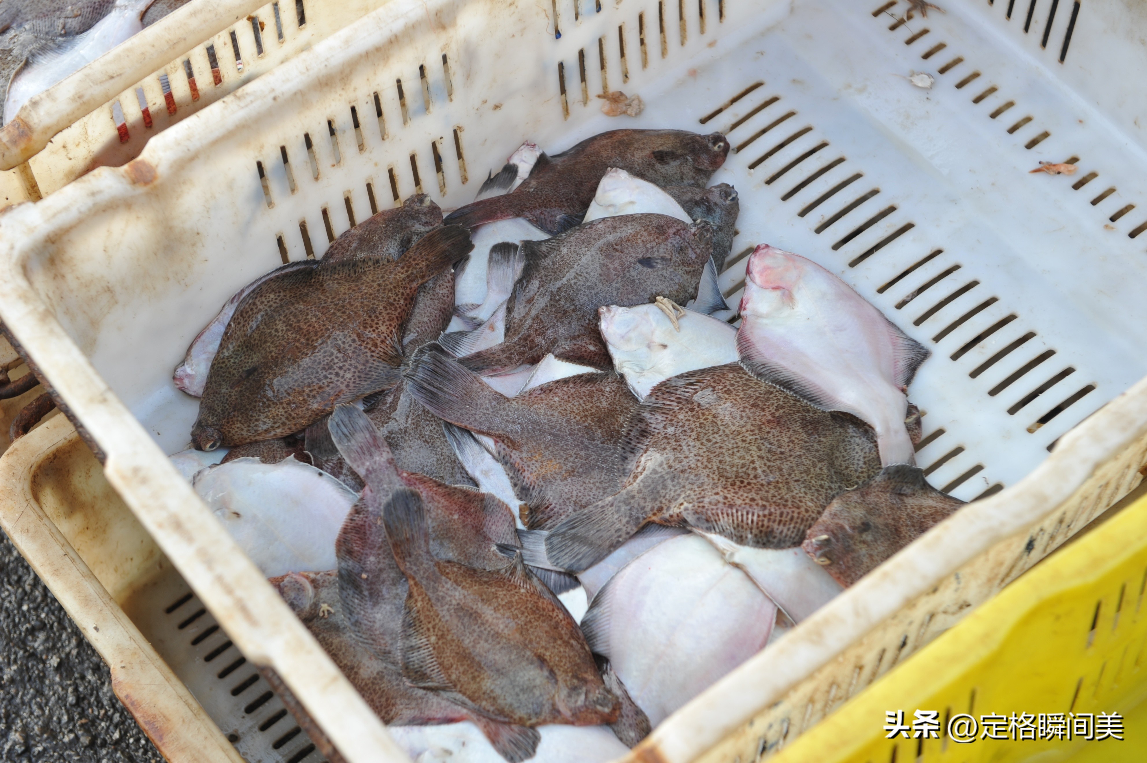 青岛台风过后海鲜遍地图片,台风过后大量海鲜推上沙滩