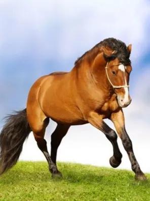 养精蓄锐蓄势待发,养精蓄锐蓄势待发重振雄风