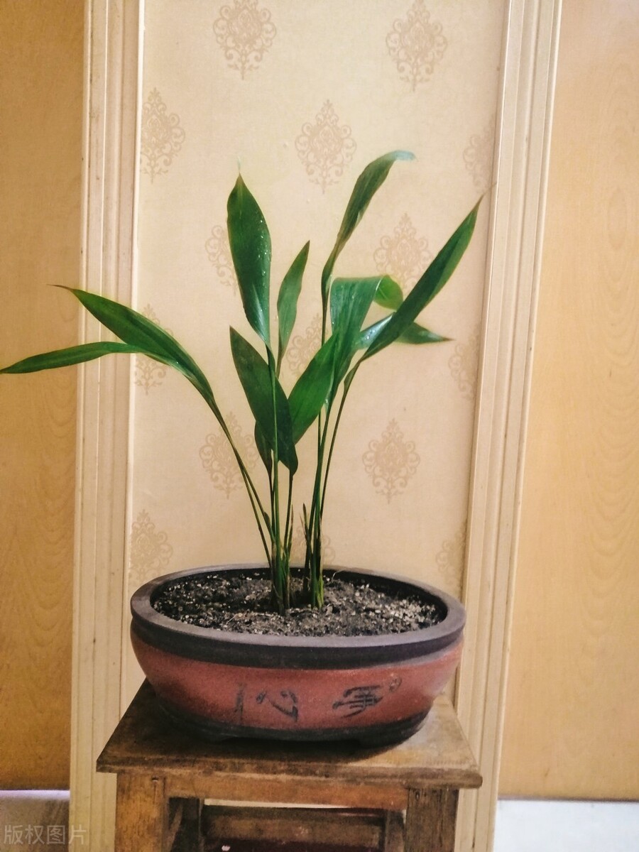 除甲醛净化空气盆栽,室内净化空气除甲醛最好养什么花