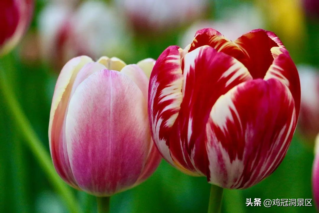 郁金香花的花语和寓意,郁金香玫瑰花语是什么