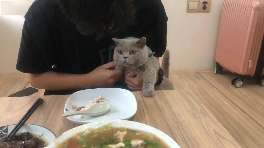 英短蓝猫折耳是不是养不活,英短蓝猫为什么不建议养