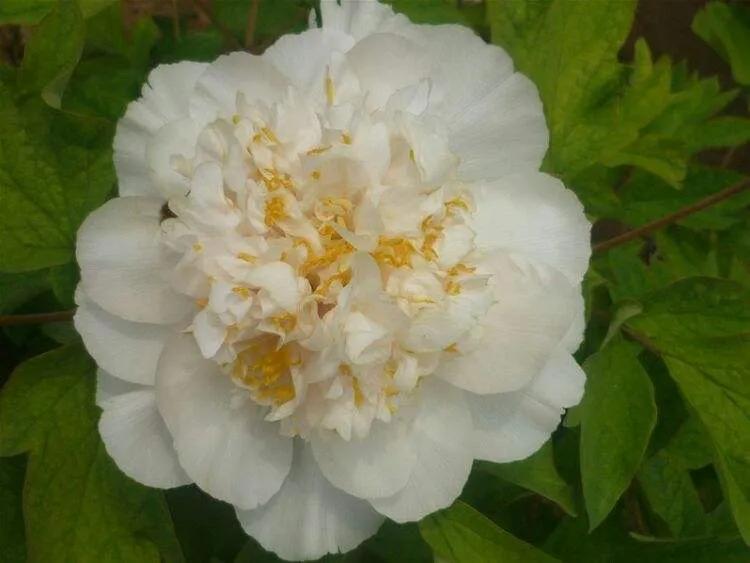 银丝贯顶牡丹只有一棵吗,珍贵牡丹花银丝贯顶