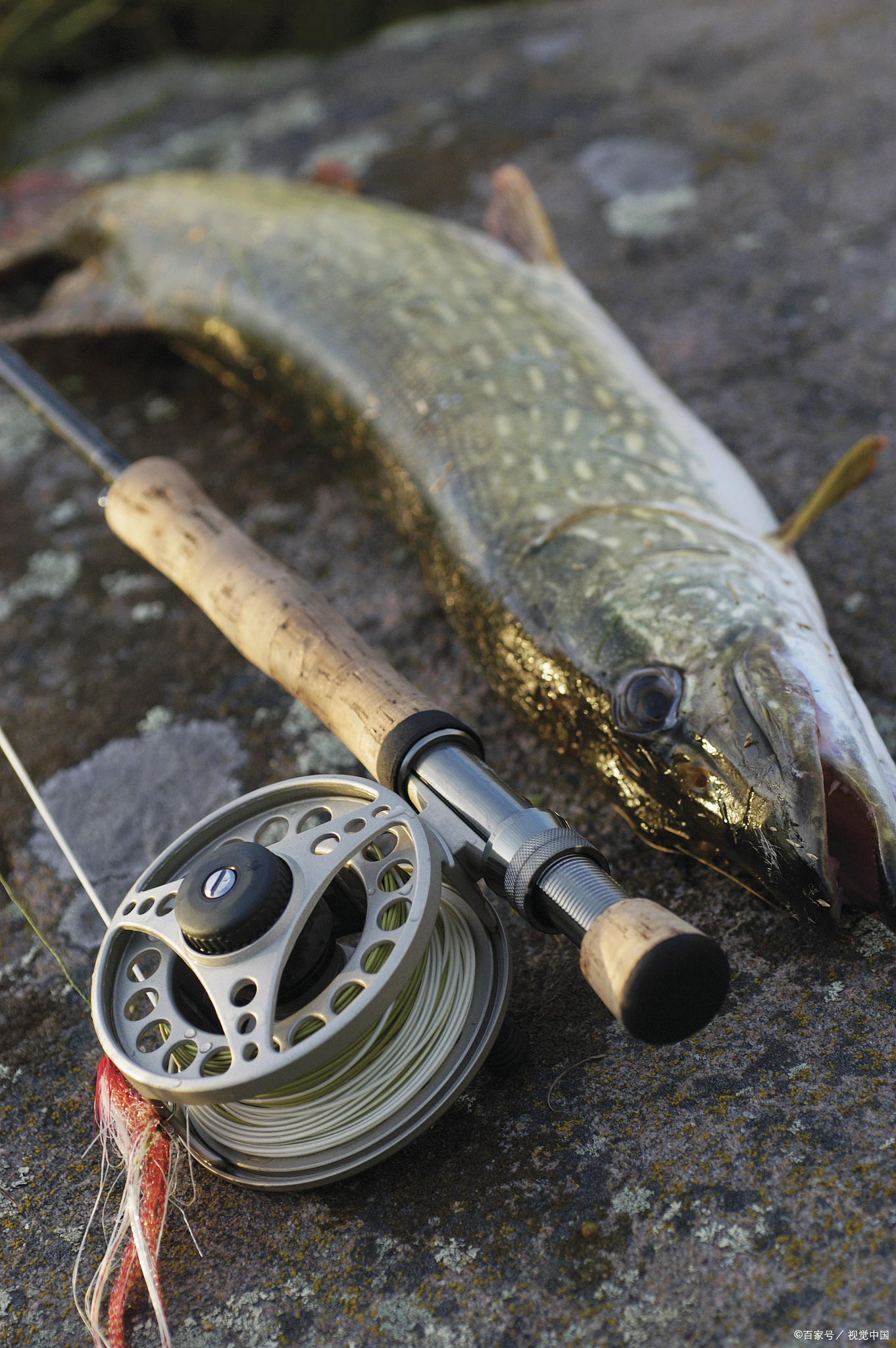 路亚威海鱼竿,威海海钓路亚鱼竿推荐