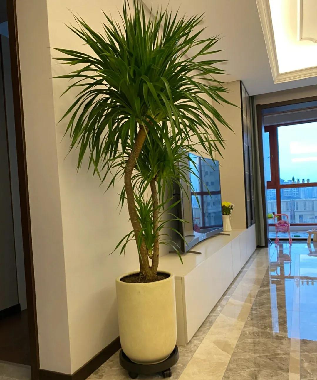 适合客厅的花卉植物图片欣赏,客厅花卉植物哪个最好养