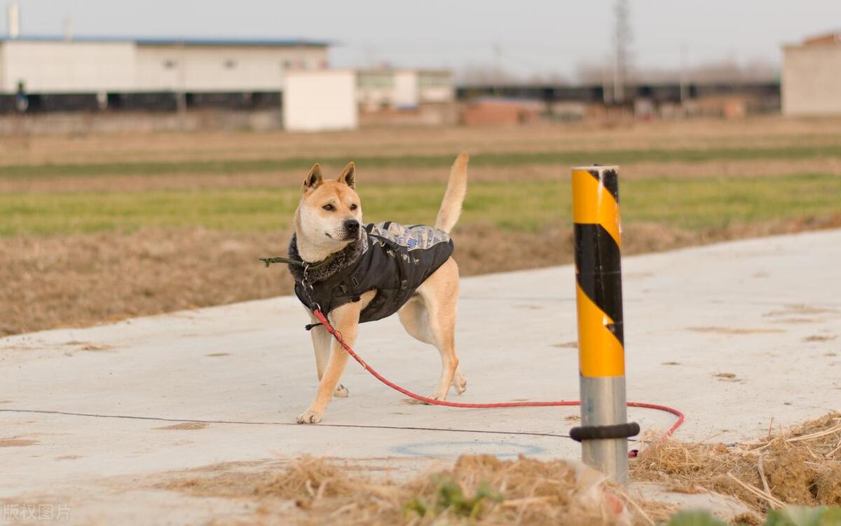 本地土狗哪些品种比较过大众一点,中国土狗都有哪些