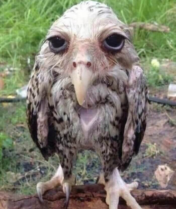 有没有人觉得猫头鹰长得很可怕,猫头鹰真正的照片