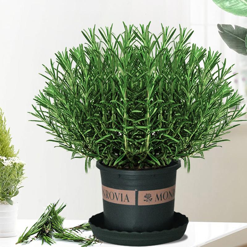 好养的可以泡茶的花,有哪些花可以作盆景