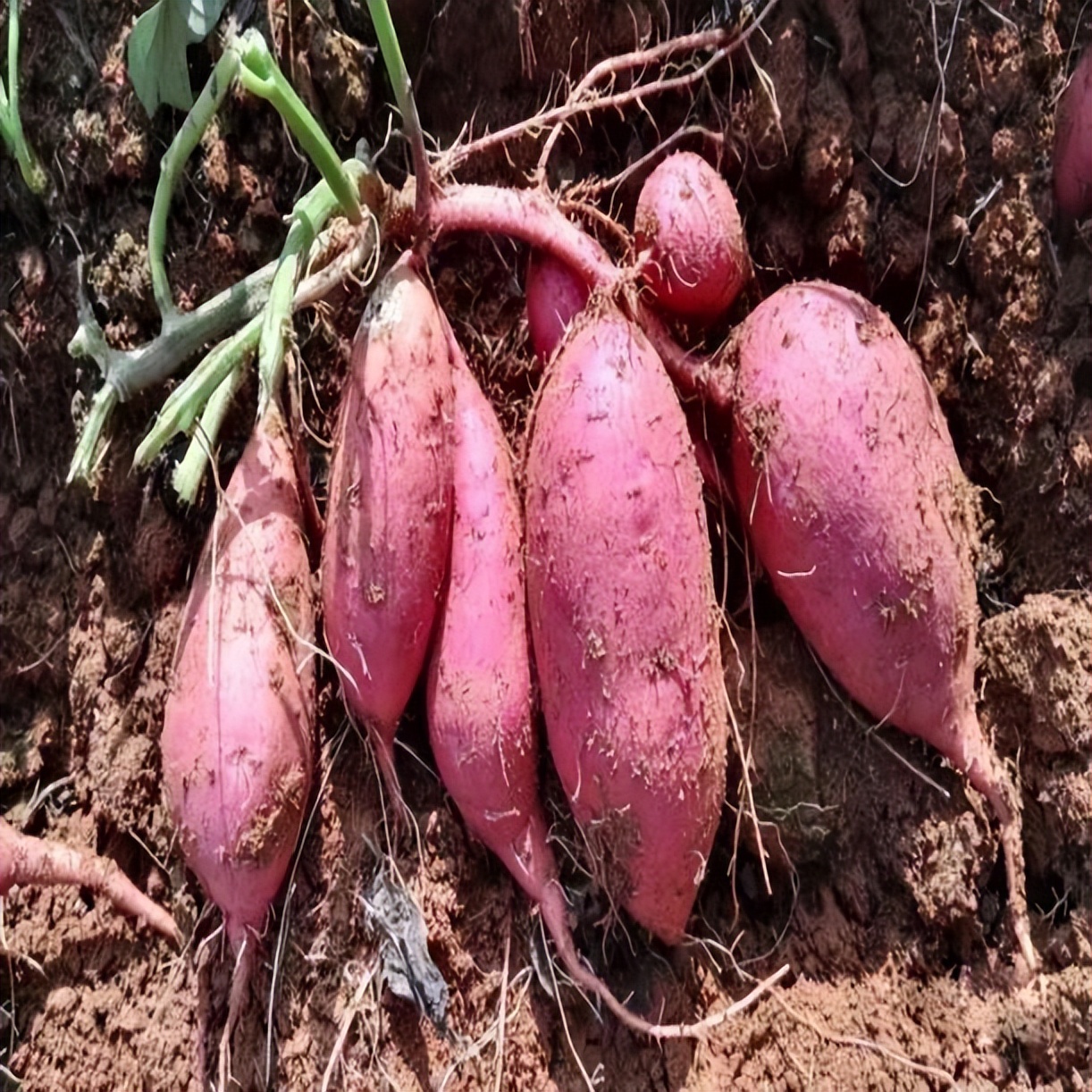 一根薯藤救了几亿国人你相信吗,一个商人救了整个国家