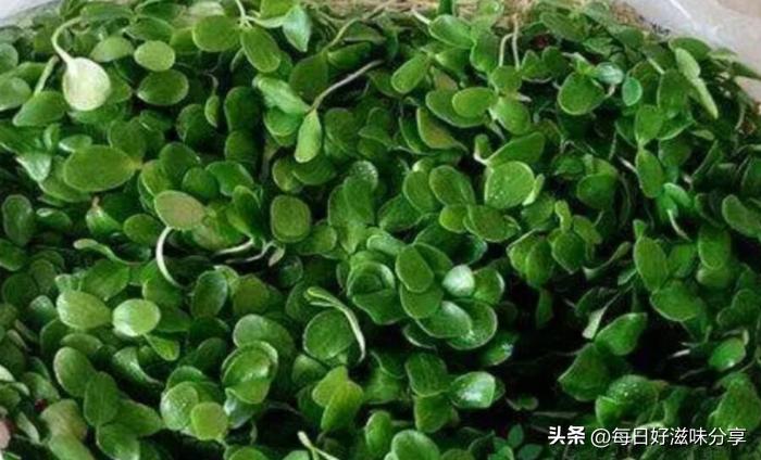 怎样处理发芽的土豆不会有毒,土豆发芽的应急处理方法是什么