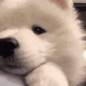 狗狗求救的五大信号,狗狗发出的求救信号