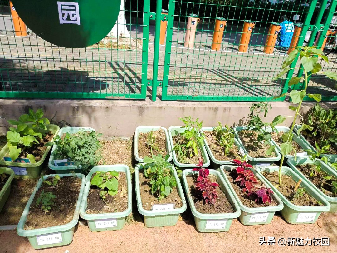 劳动润“鑫”“鑫”动生花——鑫园小学举行劳动教育专场活动