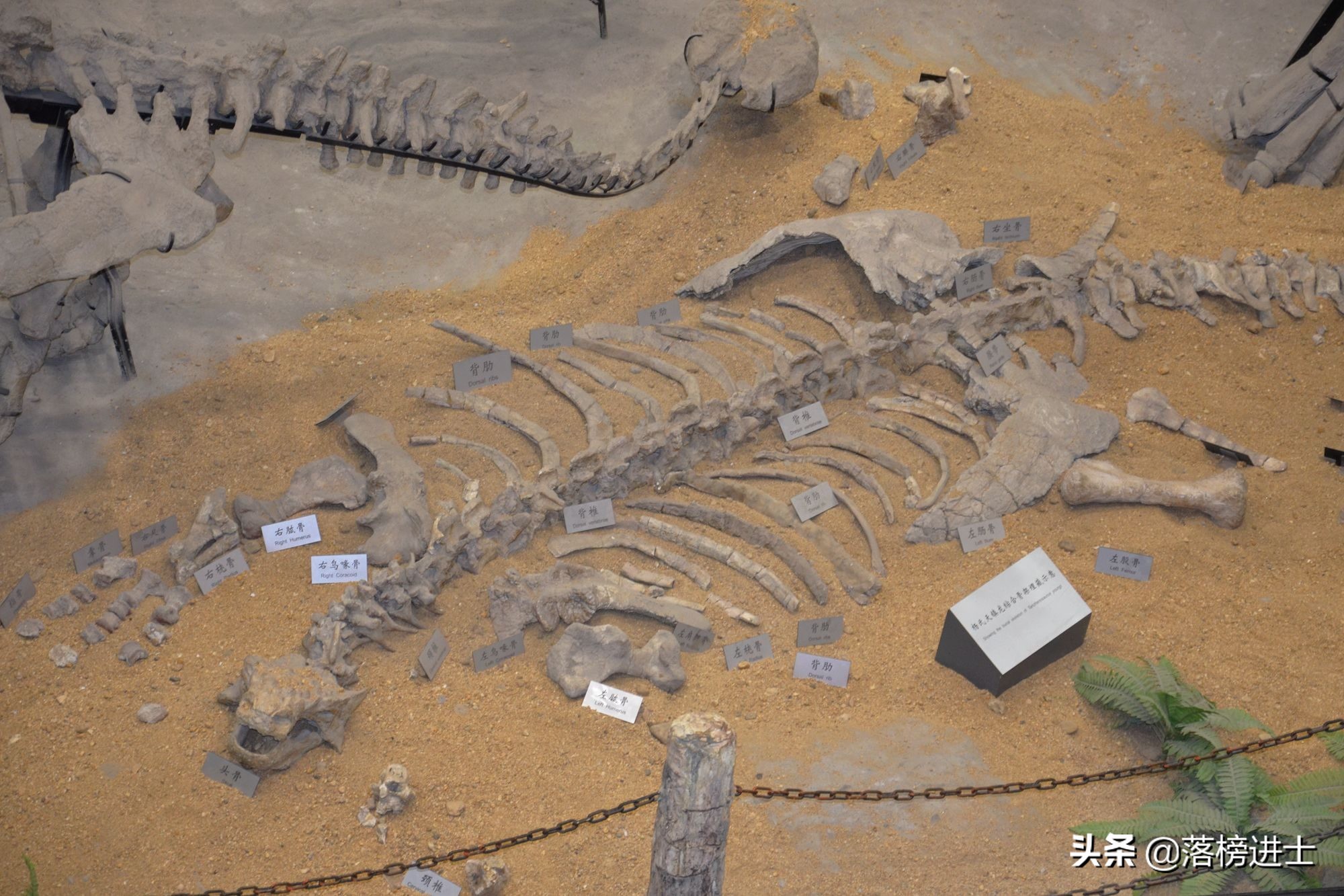 石家庄哪个博物馆里有恐龙化石,石家庄博物馆里有恐龙化石吗