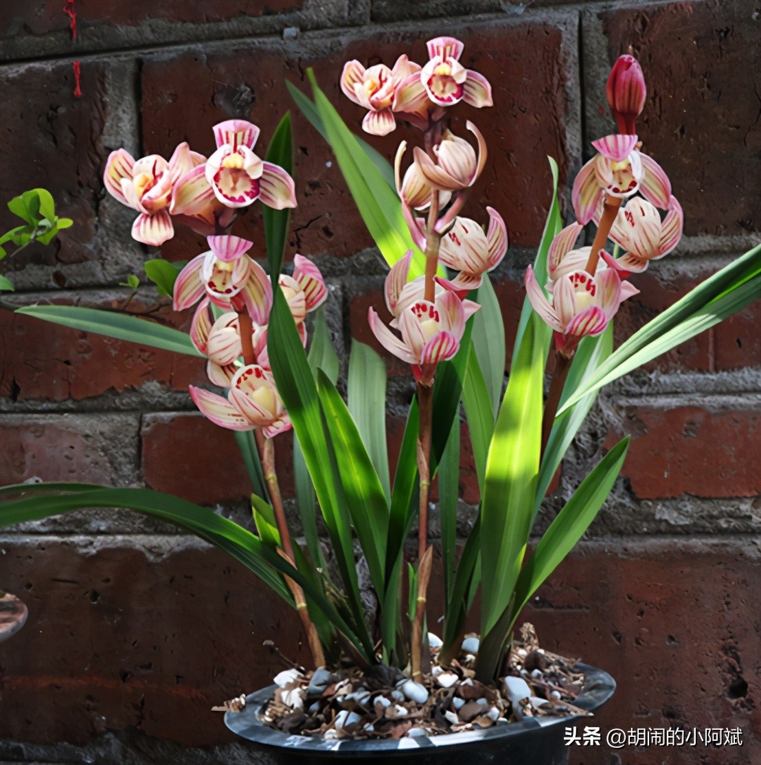 连城价值1200万元的天价兰花,曾经天价的8种兰花如今跌落神坛