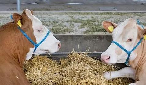 母牛突然在圈里跳来跳去是怎么了,母牛突然倒了站不起来怎么回事