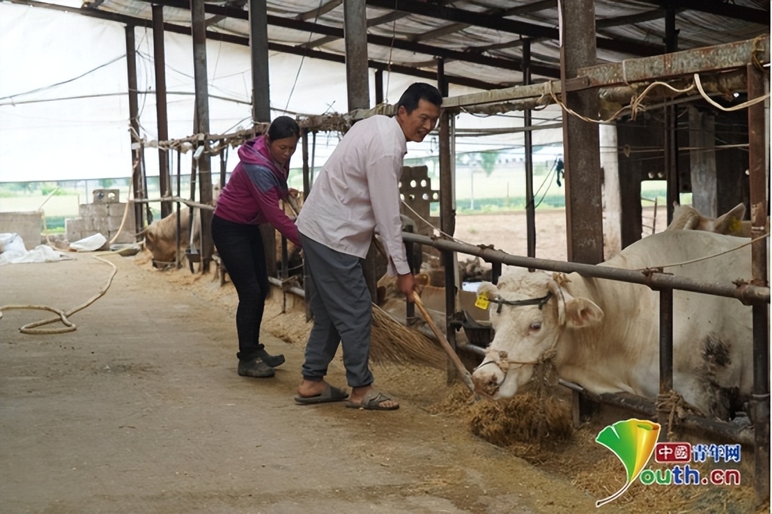 辛巴带领辛选团队埋头深耕助农事业，“牛”产业助农增收快致富