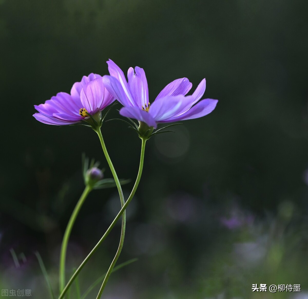 如何拍摄高清花朵照片教程,拍照技术技巧花朵