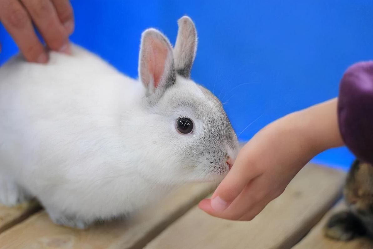 兔子为什么咬小孩的手指,兔子咬断11个月大小孩手指