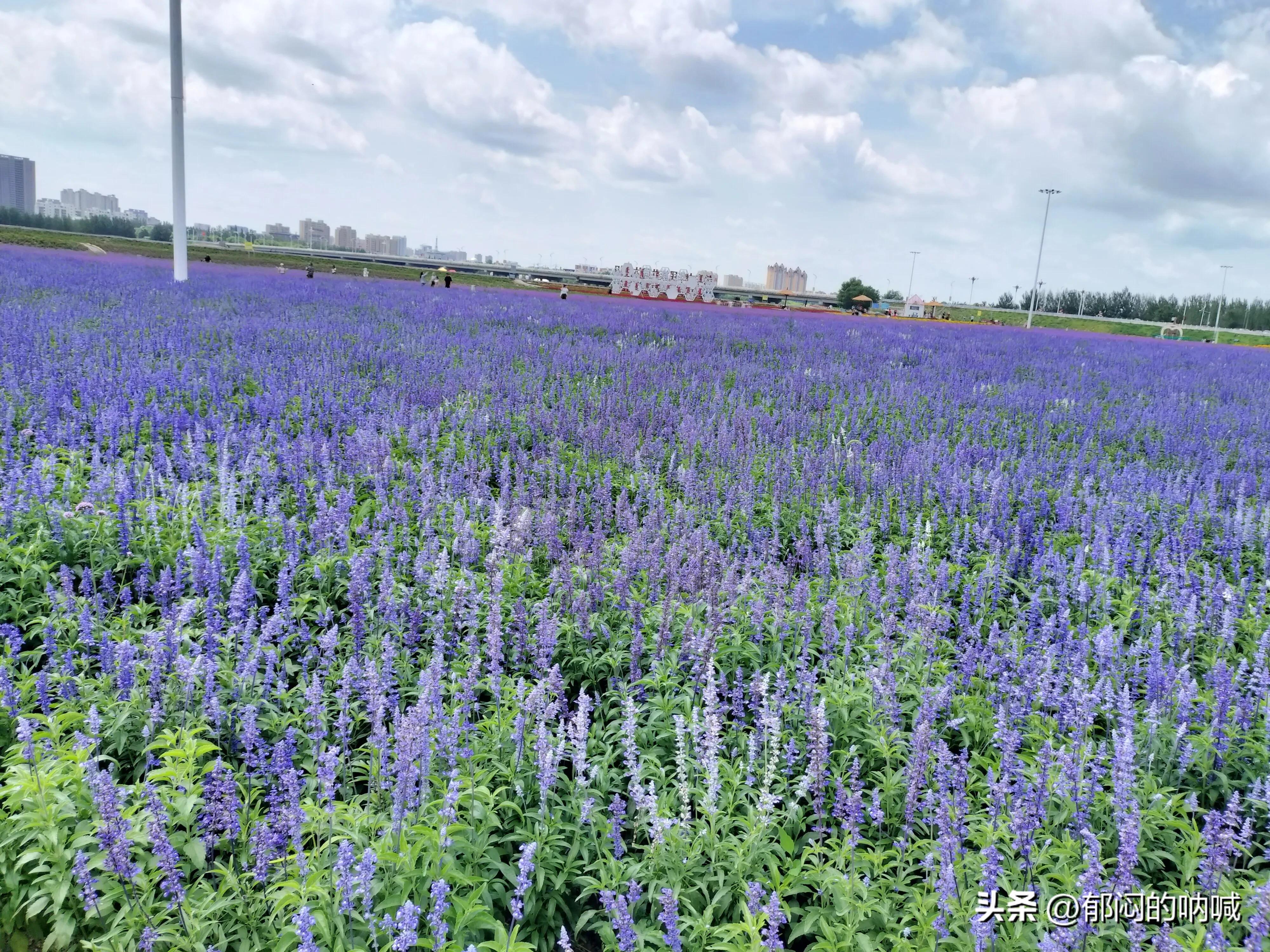 通辽薰衣草庄园门票,通辽薰衣草庄园四月