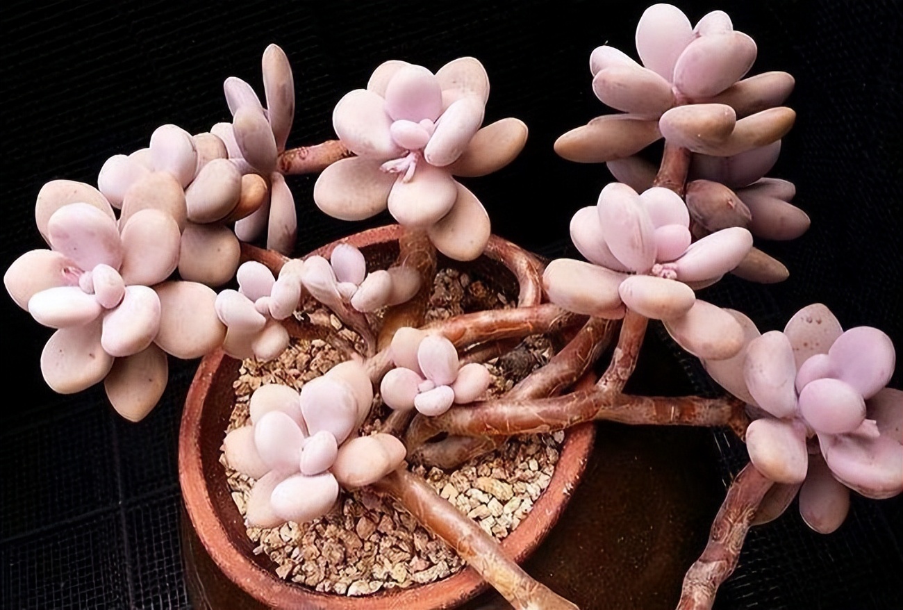 好看粉色多肉植物,初恋的多肉和紫珍珠图片