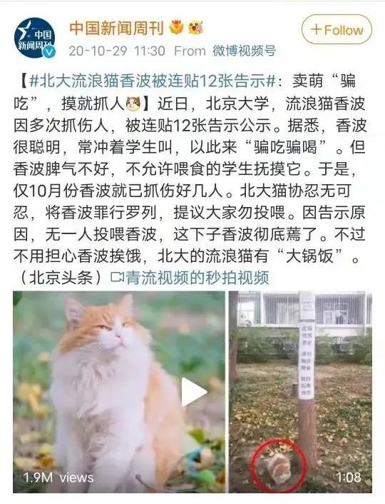 被黑天鹅打了,被黑天鹅攻击了
