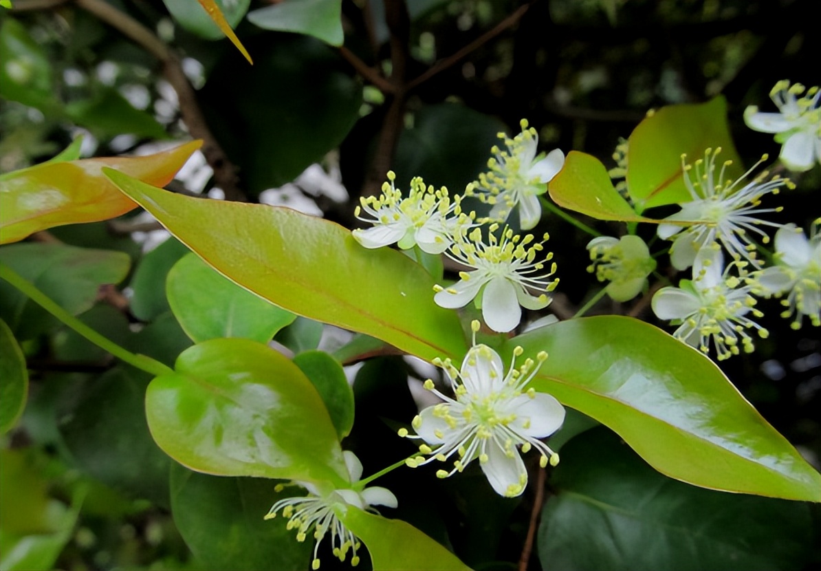 广东阿婆种了1株“怪樱桃”，果子像南瓜，营养师：可促脑、促眠