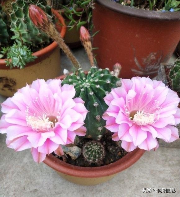 仙人球可以太阳晒吗,仙人球刚买回家要浇水吗