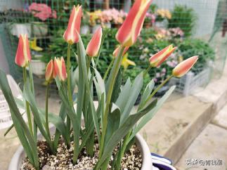 荷兰的国花郁金香有多少种,荷兰郁金香重瓣