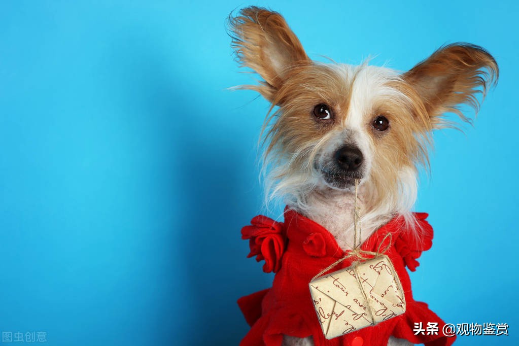 冬天衣服上的狗毛怎么处理,狗毛粘到油垢怎么去除