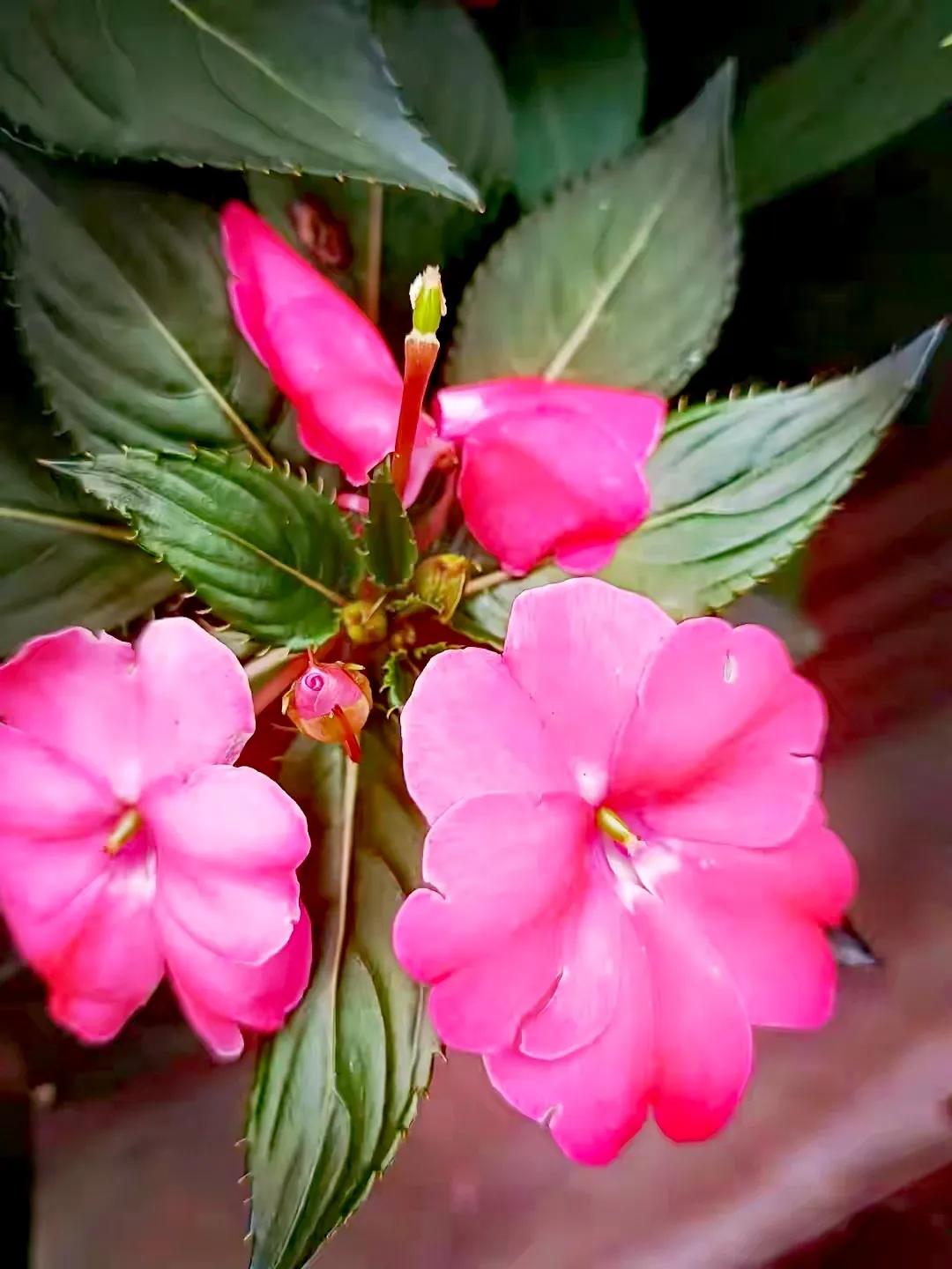 美丽五颜六色的凤仙花,七月最美的花景视频素材