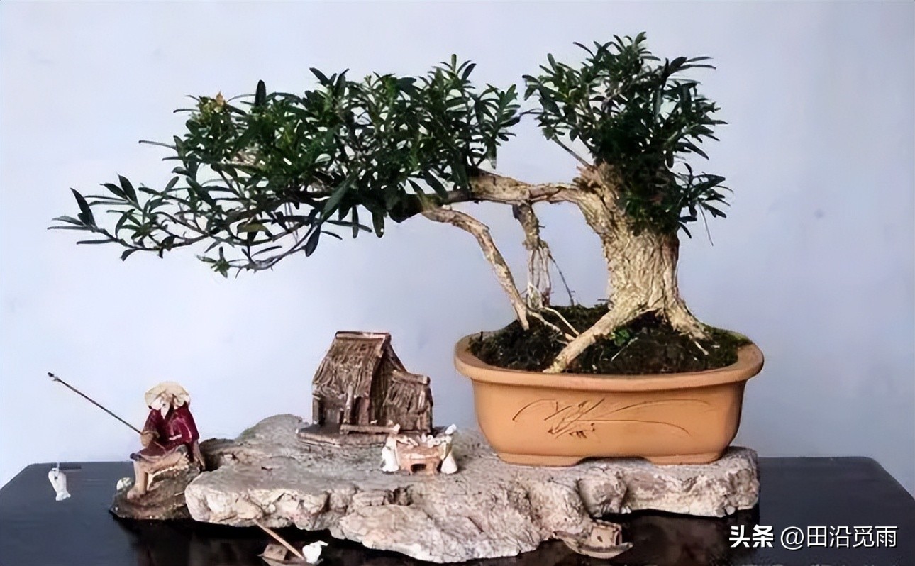 制作盆景的入门造型技巧,微型盆景掌上盆景规模化生产