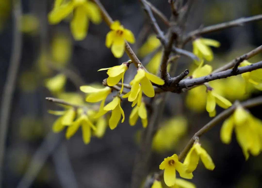 沈阳春分节气的平均温度,沈阳春分